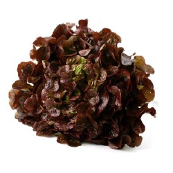 HOJA ROBLE